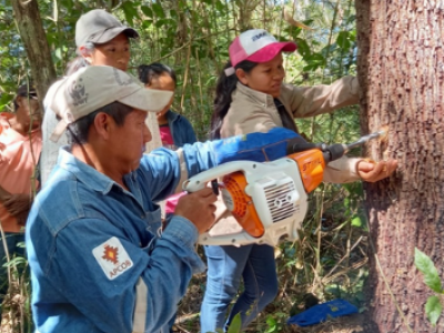Copaiba: el árbol medicinal “milagroso” de Bolivia