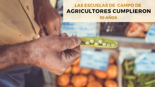 Las Escuelas de Campo de Agricultores cumplieron 30 años