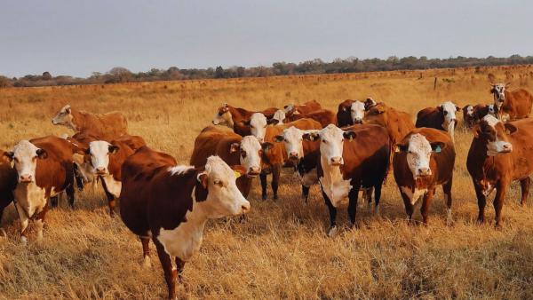 Rodeos de cría: pautas de manejo estratégico para el otoño en Argentina