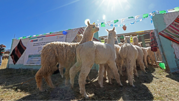 Gobierno peruano implementará más de tres mil cobertizos para proteger la ganadería familiar.