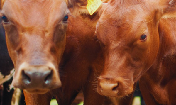 Suplementar al ganado con burlanda mejora la calidad nutricional de la carne