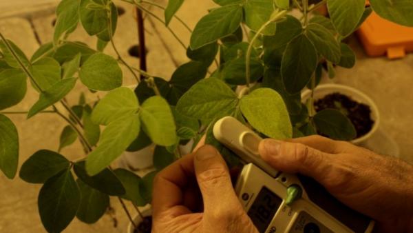 Presentan un biofertilizante para una producción vegetal más eficiente