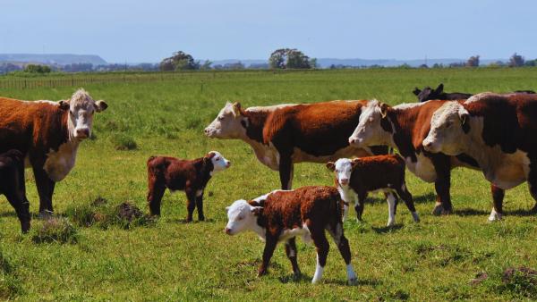 Alternativas para el control sustentable de garrapatas en bovinos