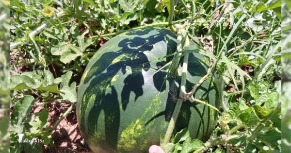 Primera cosecha de sandía mediante la agricultura familiar