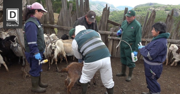 Realización de la jornada de desaparasitación y areteo