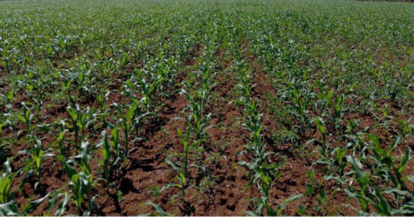 buenos rendimientos del maíz choclo