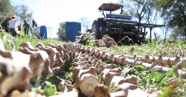 La Mandioca: un cultivo clave para la Agricultura Familiar