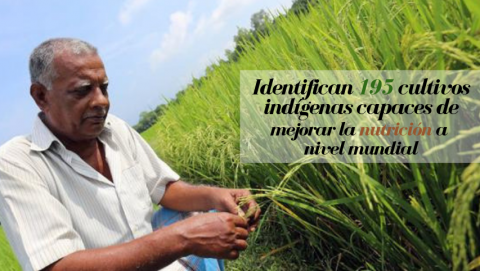 Identifican 195 cultivos indígenas capaces de mejorar la nutrición a nivel mundial