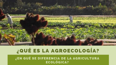¿Qué es la agroecología y en qué se diferencia de la agricultura ecológica?
