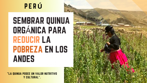 Sembrar quinua orgánica para reducir la pobreza en los Andes