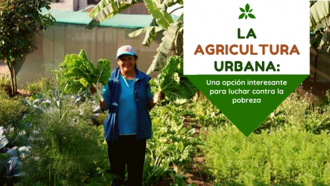 La agricultura urbana: Una opción interesante para luchar contra la pobreza