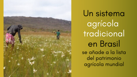 Un sistema agrícola tradicional en Brasil se añade a la lista del patrimonio agrícola mundial | Ondarural Un sistema agrícola tradicional en Brasil se añade a la lista del patrimonio agrícola mundial | Ondarural