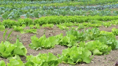 Agricultura Orgánica