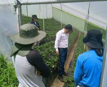 Productores aprenden el manejo integrado del cultivo de fresa