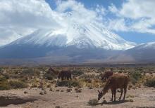 Convocan a ganaderos a participar en Congreso Internacional de Camélidos Chile 2024