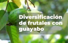 El cultivo de guayaba puede marcar la diferencia en el panorama agrícola