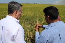 Guyana y el IICA desarrollan primer arroz biofortificado del caribe, que aporta alto valor nutricional y será una contribución clave a la seguridad alimentaria del país y la región