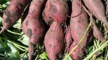 Promueven la introducción de batata en zonas periurbanas